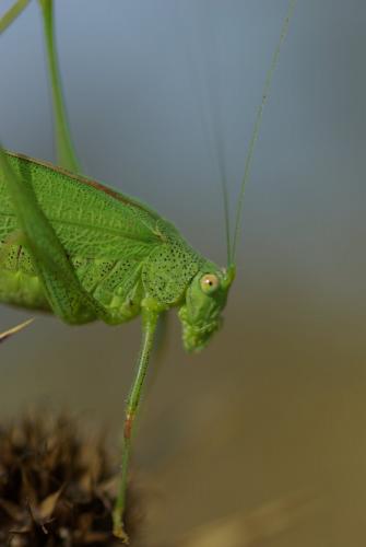 Phaneroptera nana